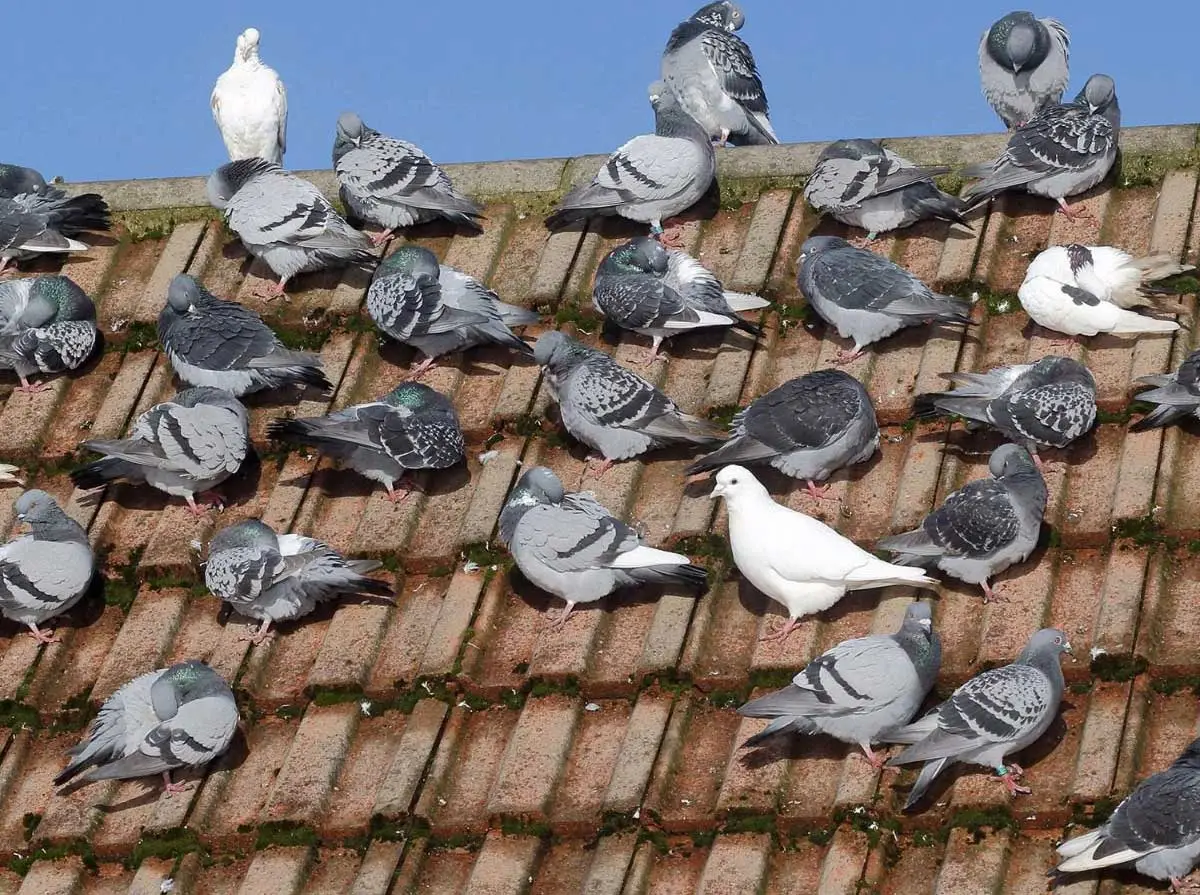 Pigeons roosting across a clay tile roof